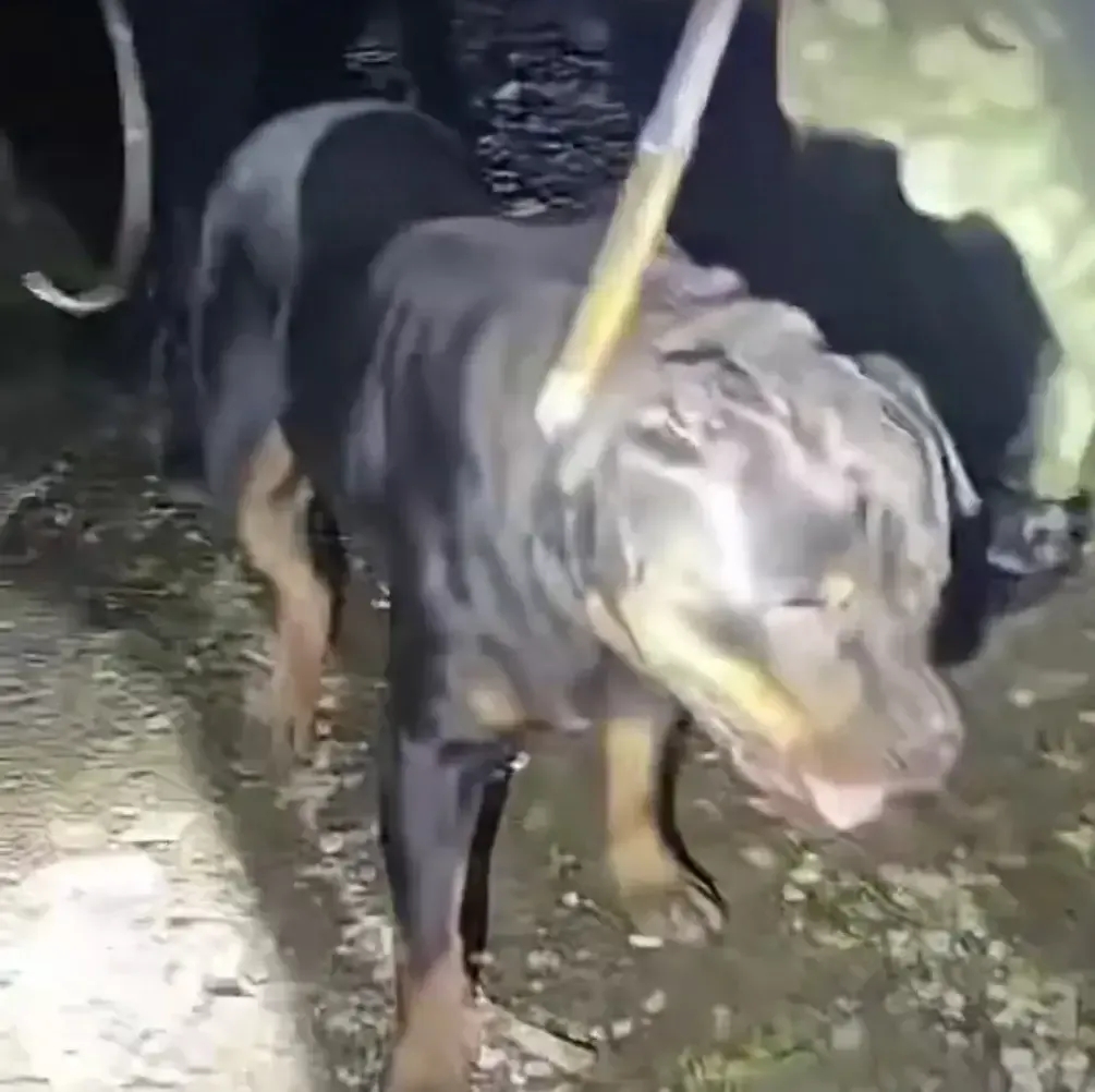 咬孩子的畜生罗威纳已经被抓住了！现在就是找不到狗主人！已经确定不是流浪狗，是有主