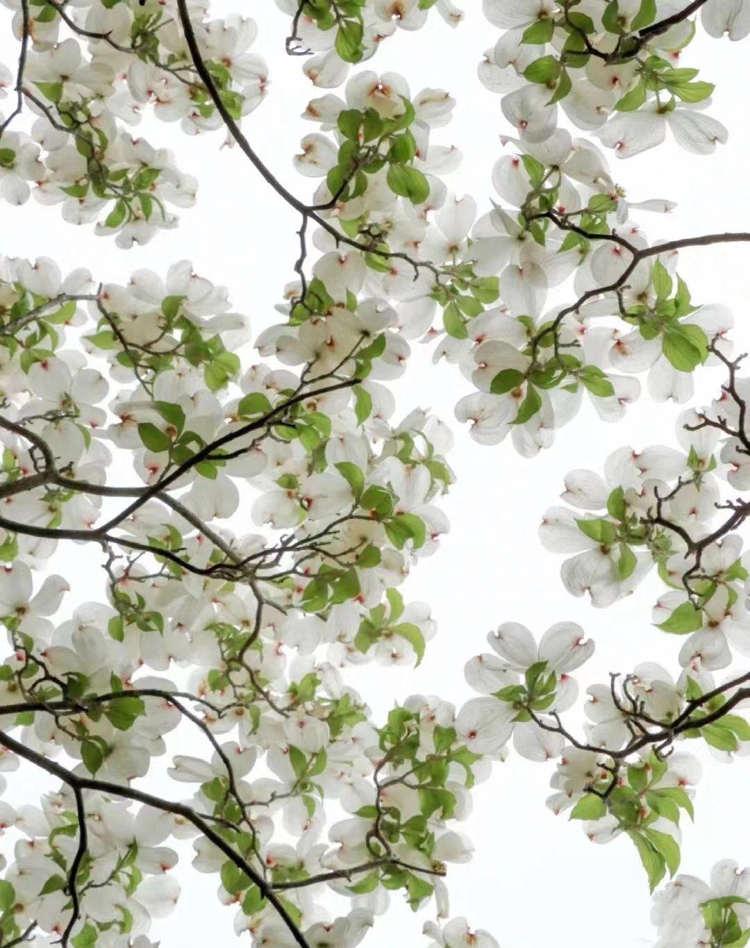 大花四照花，是一种四季咸宜的观赏植物：于深冬及春季观花，于夏秋观果，于深秋赏叶。