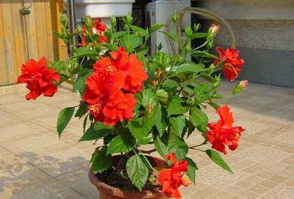 扶桑花，一种能四季开花的植物，只要肥水跟上，光照充足，就能不断的长花苞，开始我以