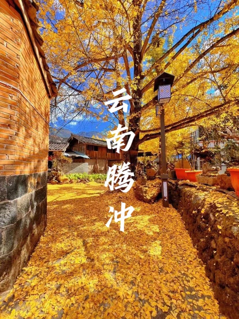 云南腾冲银杏季，绝美的金色童话世界