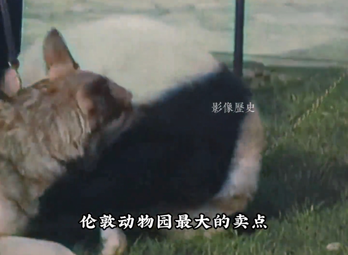 真实影像，大熊猫被狼狗撕咬，英国人却以此为乐。最近，英国又来找我们要一对新的年轻