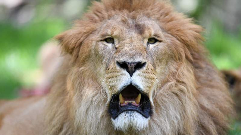 霸道狮王娇宠灵狐小逃妃