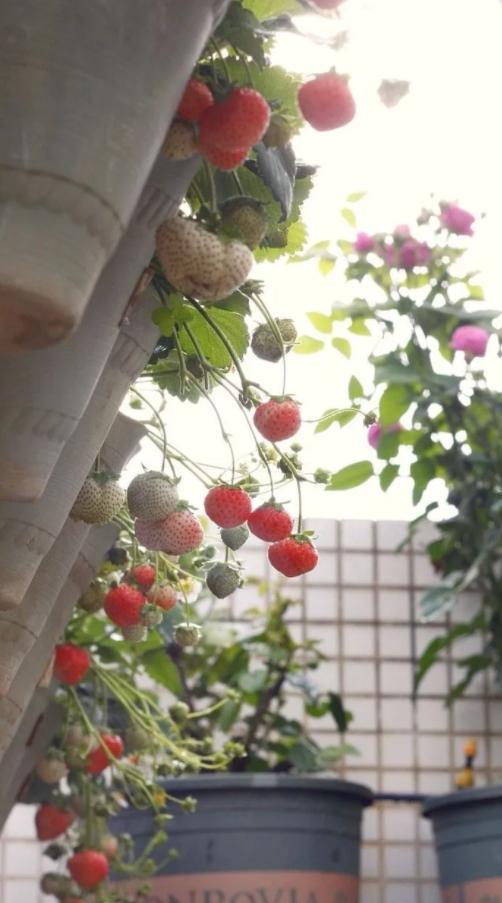 草莓应该也是最适合阳台党种植的水果盆栽了，整个冠幅和株高也就三十来公分，不占什么