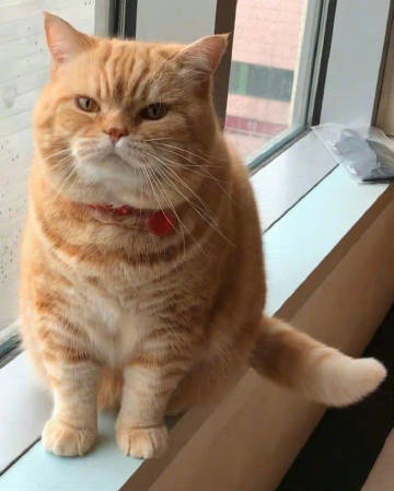 刷到招财猫请不要无视，真的很灵！ ​