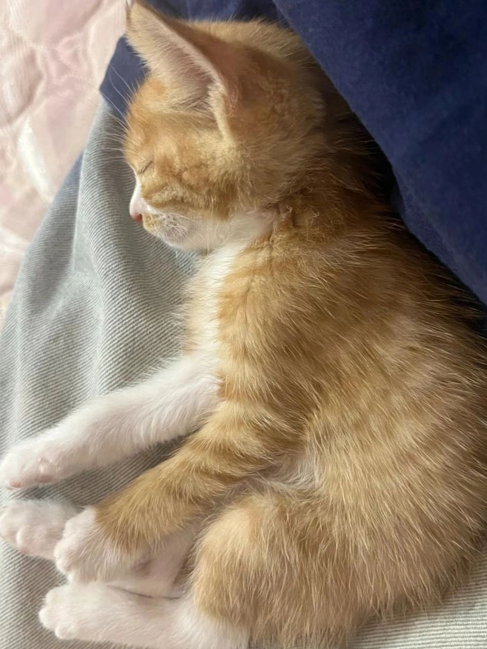 为啥不让小猫上🛏️睡觉啊
啊啊啊！不让小猫上🛏️睡觉太可怜了
我家毛孩子一直