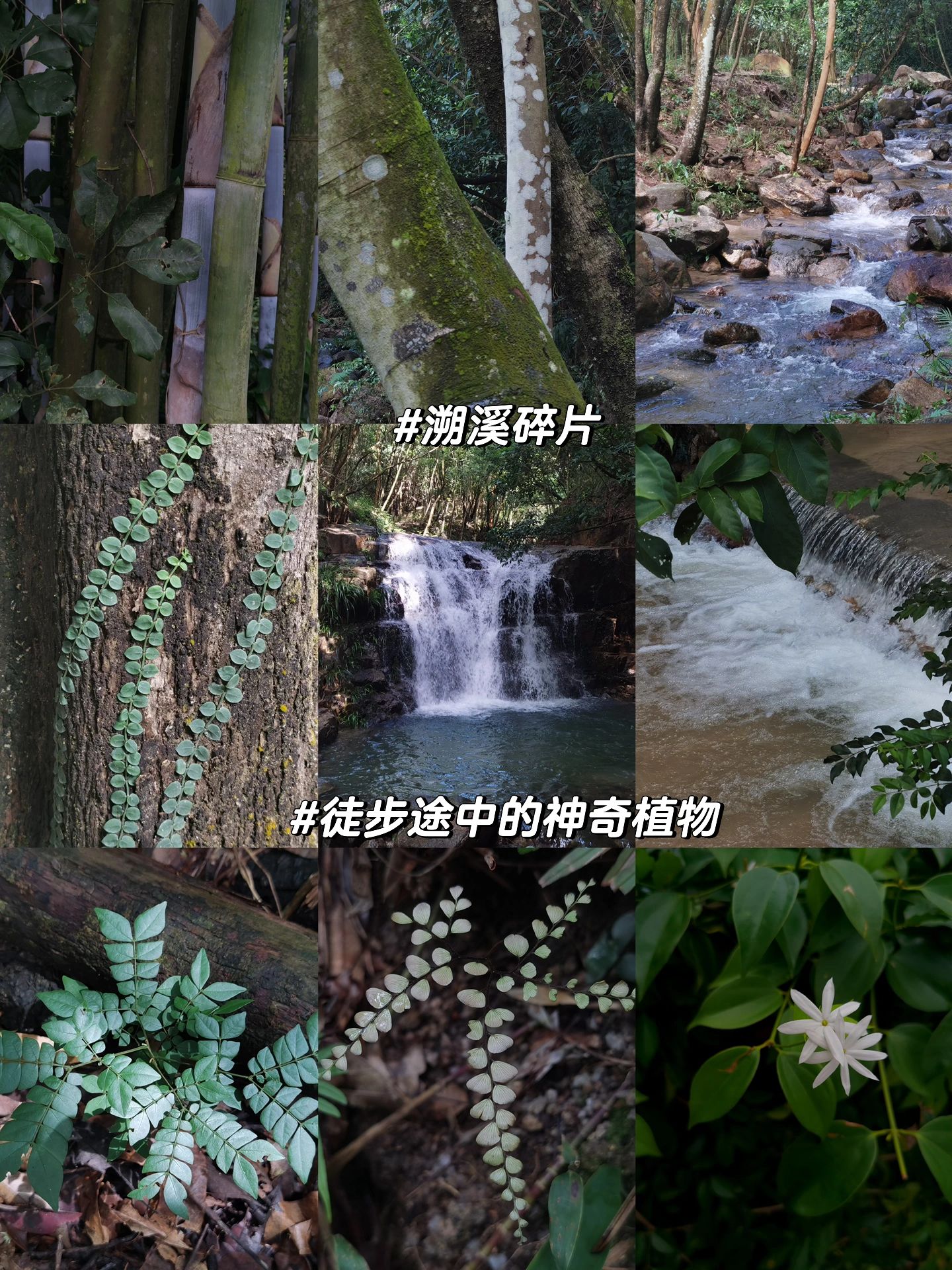 广州周末游| 隐世香境🧚‍♀️七溪地