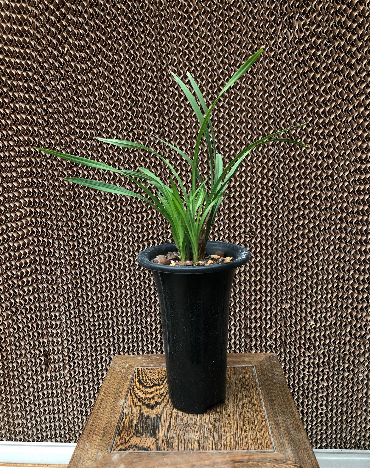 观赏性很好的春兰奇花，3苗老草发了4新苗
春兰奇花九仙牡丹，这品种花瓣数量很多，