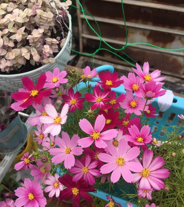 格桑花是一种有争议的植物，它是藏族文化的象征，具体是那一种植物，没有定论，格桑花