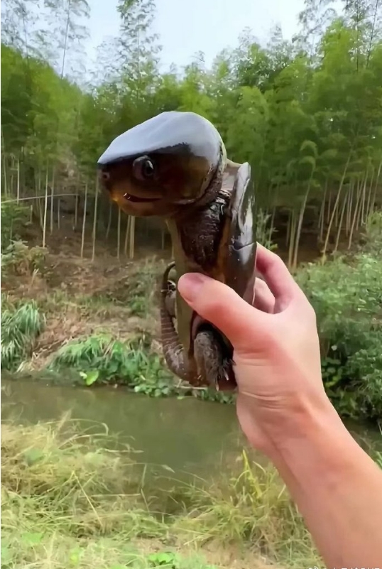 我还是第一次见到这么大的乌龟，看起来不像是地球上的生物。 ​​​