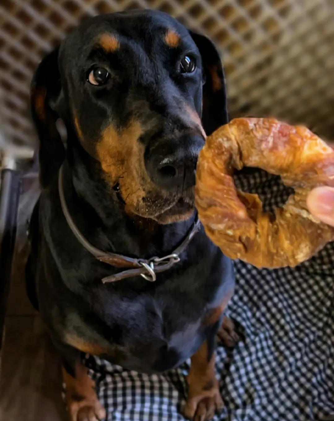 “爱狗人士卑微”发声：虽然我的家境并不富裕，只是一名普通的打工仔，我养了一只杜宾