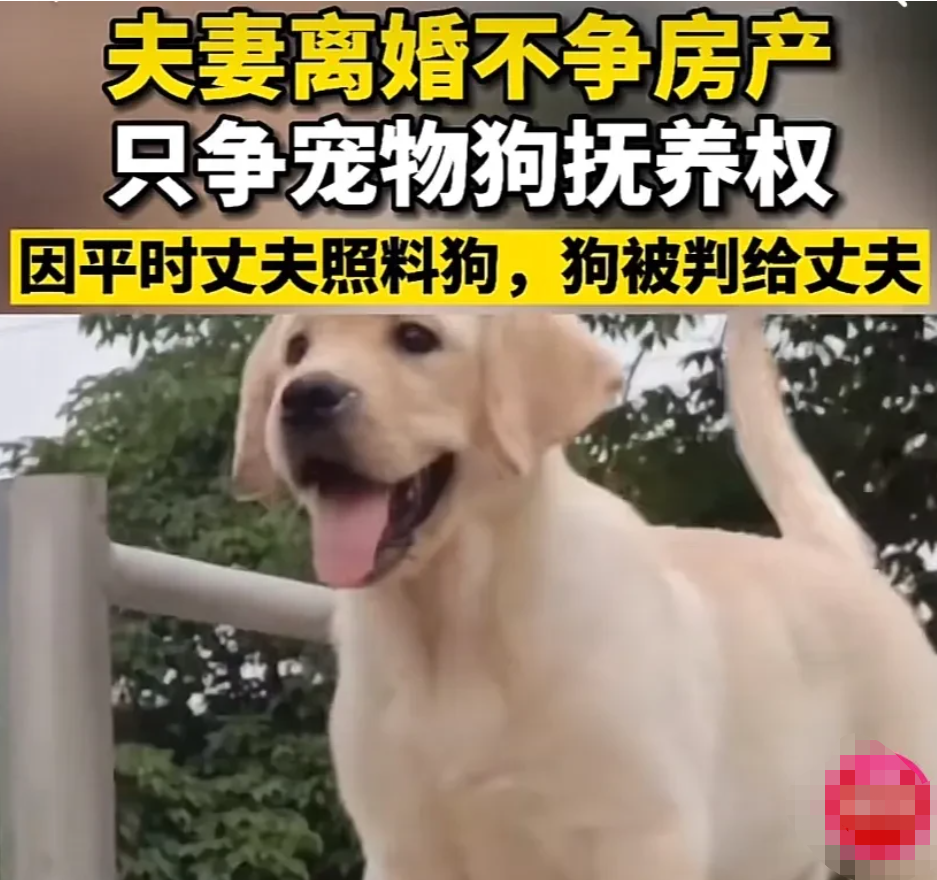 “这条狗火了！”江苏南通一女子，和丈夫协议离婚。两人对财产处置达成了共识，却因为