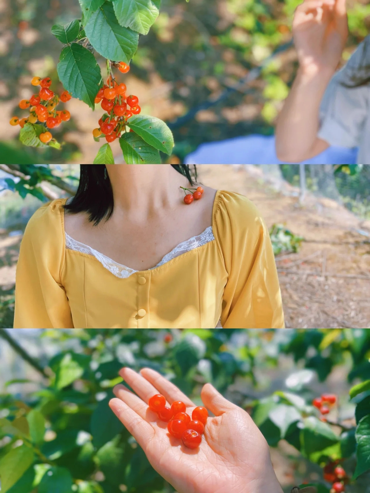 南京周边小众亲子游好去处🍒樱桃熟了～