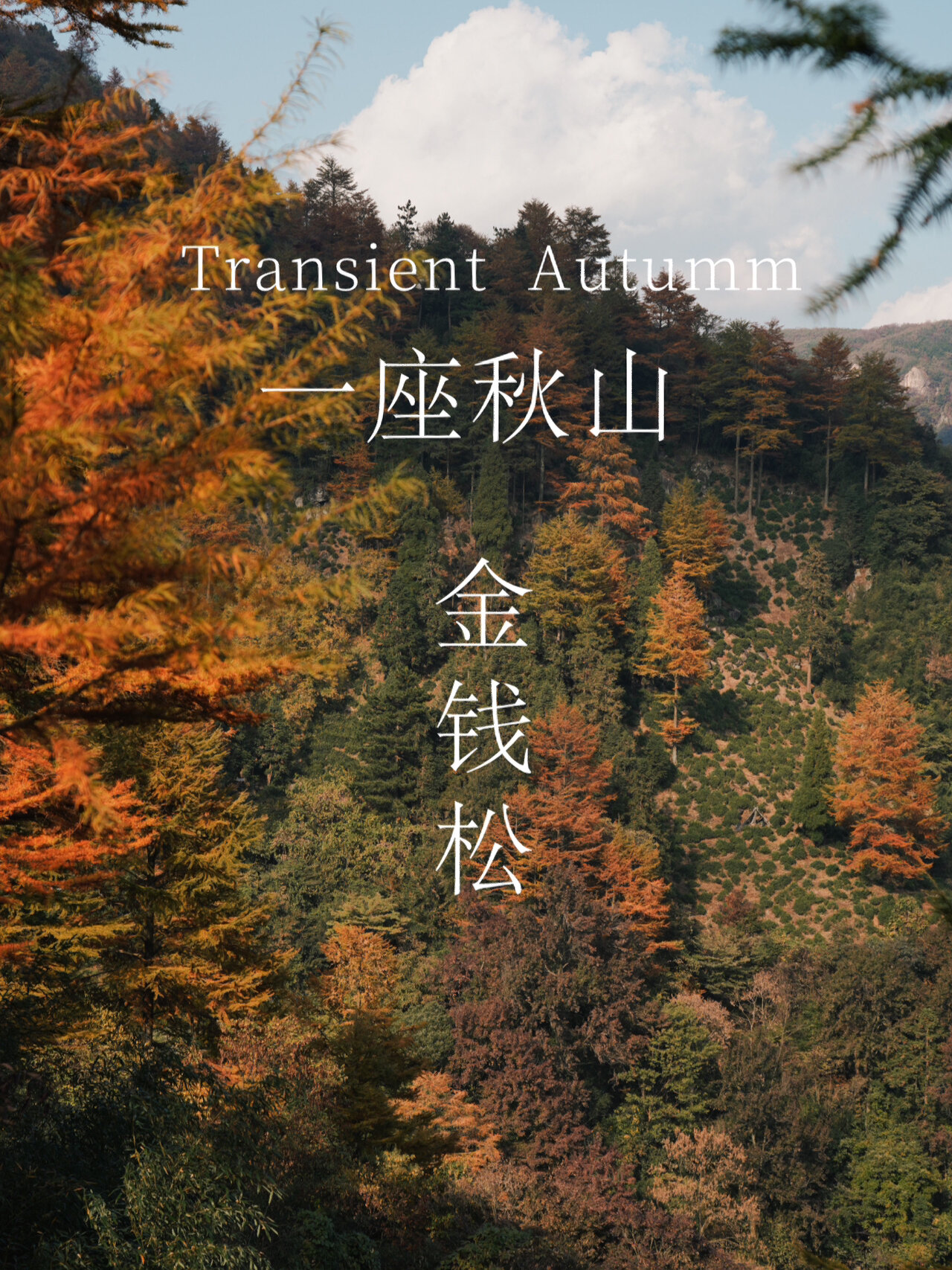 安吉赏秋顶流｜杭州周边绝美金钱松