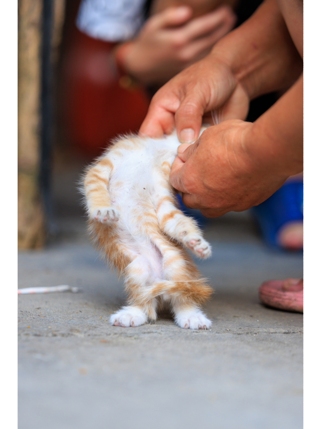 回村的猫
有一种爱叫做：奶奶的爱，你不懂。
大家和大家的猫都回村了吗？
这几天准