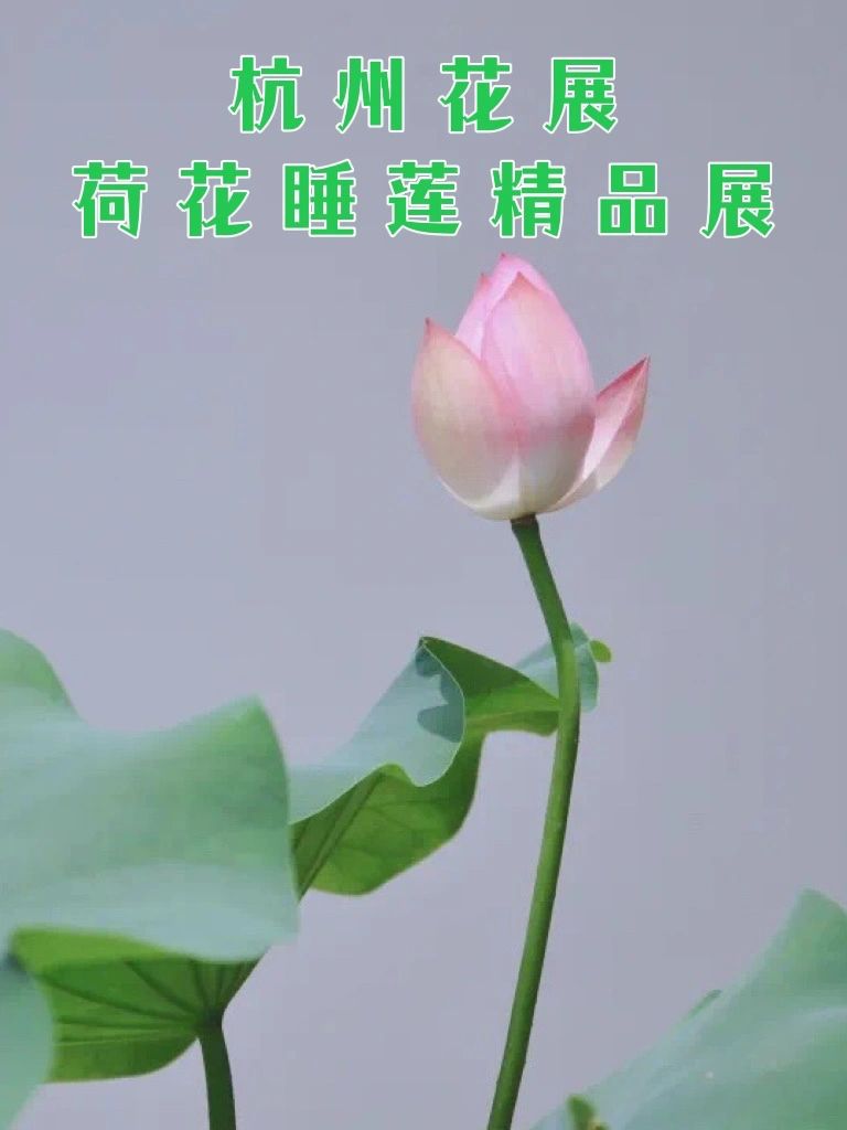 喜欢荷花的小可爱一定会冲这个限时免费展