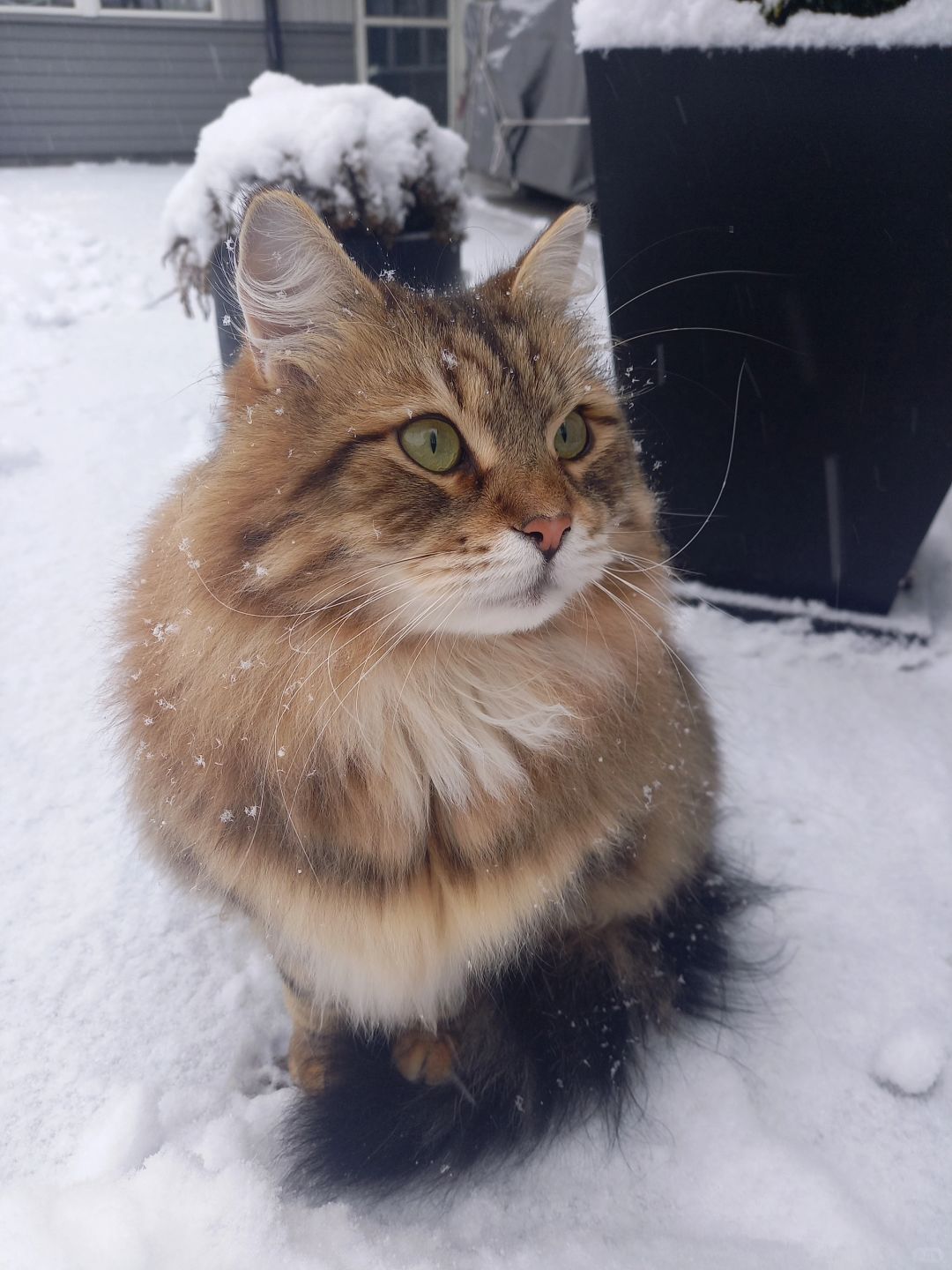 大年初四去踏雪
Taro真的爱出去玩雪，可能雪让他血脉觉醒吧