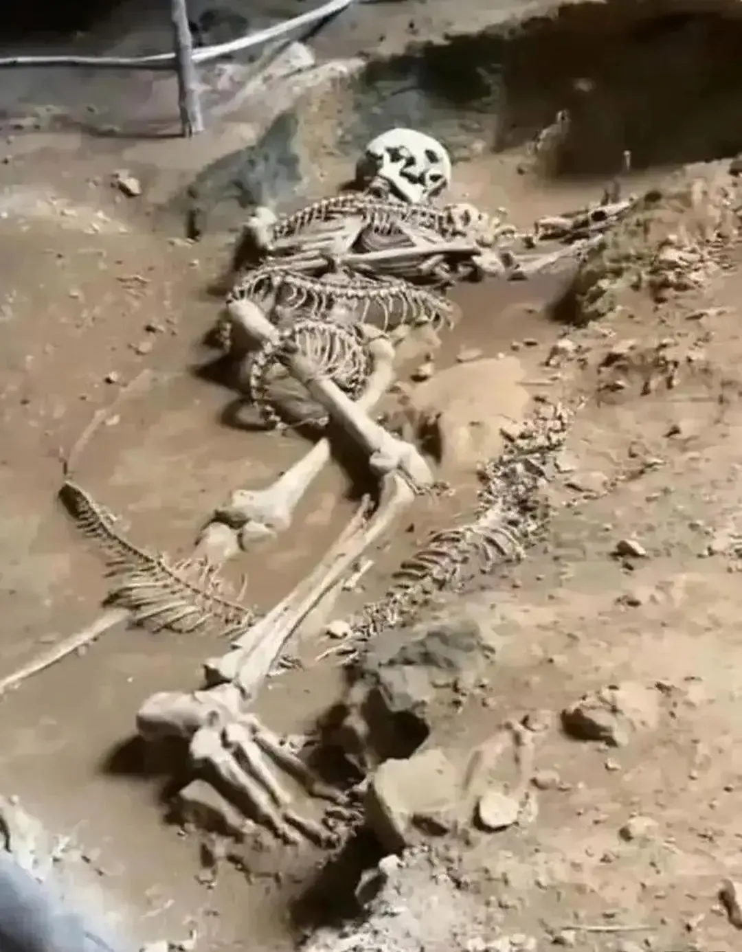 真正的人蛇大战，
最后的两败俱亡！
这人看起来很高大有力，
不然不至于蛇会丧命他