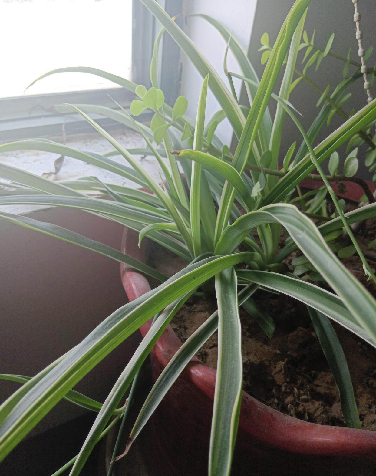 吊兰不仅根系发达，而且叶片长得坚挺厚实，株型飘逸，观赏价值极高。
