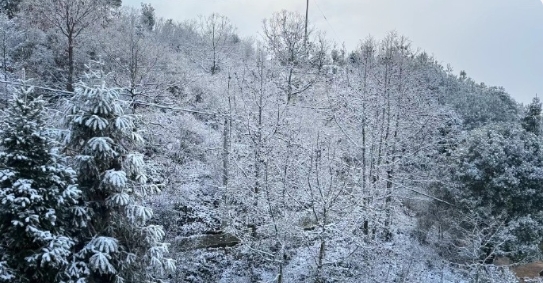 福州北峰山区，一夜醒来，白雪落满枝头 ​