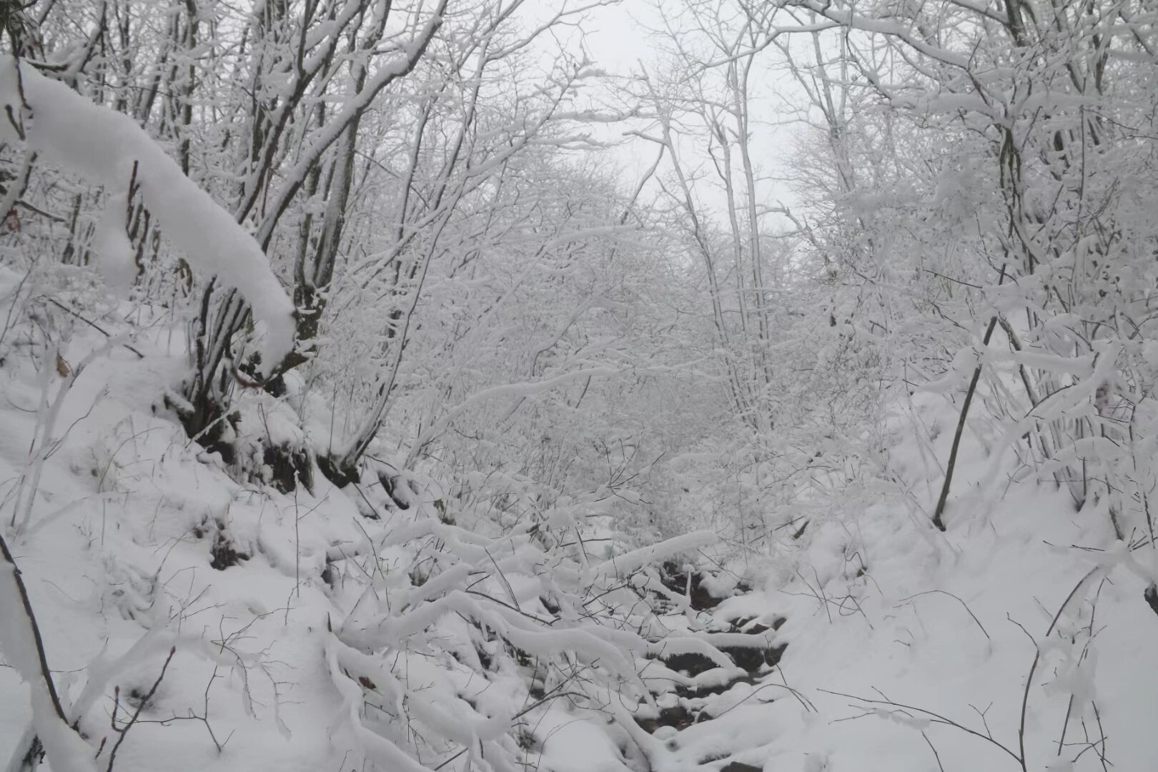 一起去龙王山玩雪❄️看雾凇！