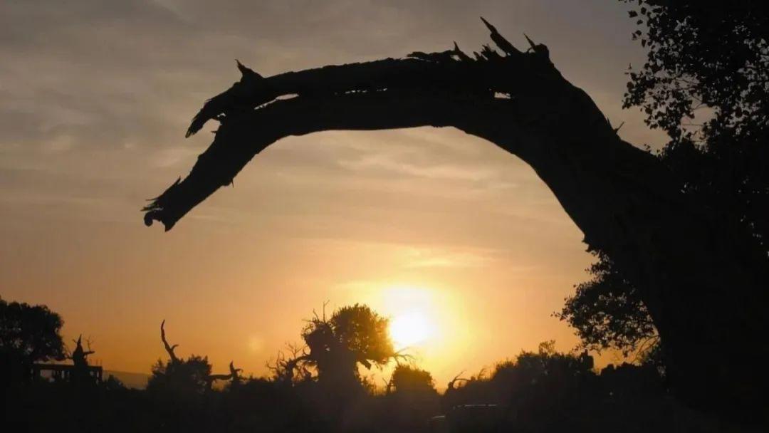 看看咱们的老祖宗七千年前玩的是什么？效法自然的杰作