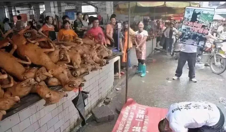 “我代表人类向动物真诚道歉。”一位爱狗人士双膝跪地，向眼前的台桌上的一堆狗肉尸体