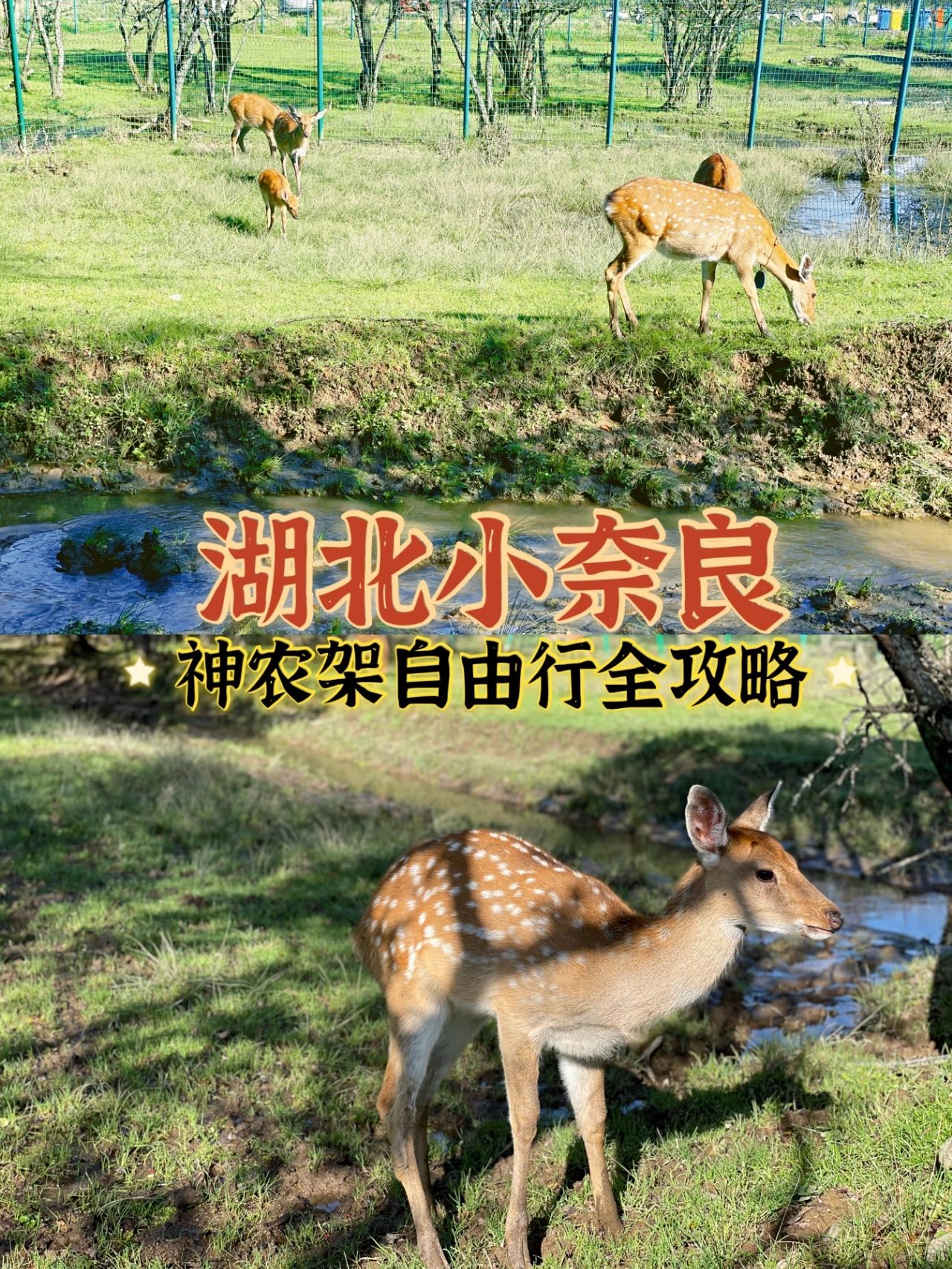人均一千神农架四天三晚自驾游攻略