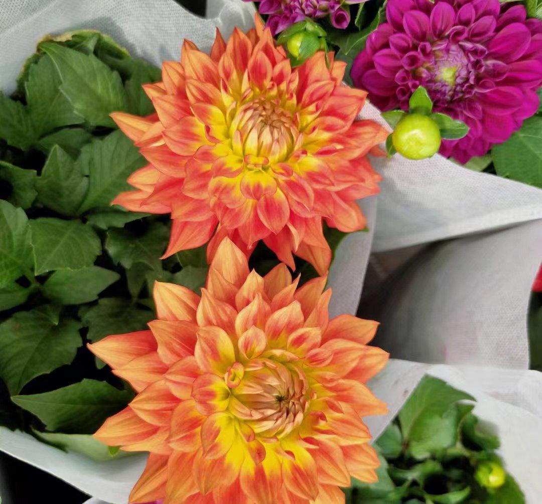 初冬的小菊花
初冬时节，小菊花们开得五彩缤纷，很惊艳！
