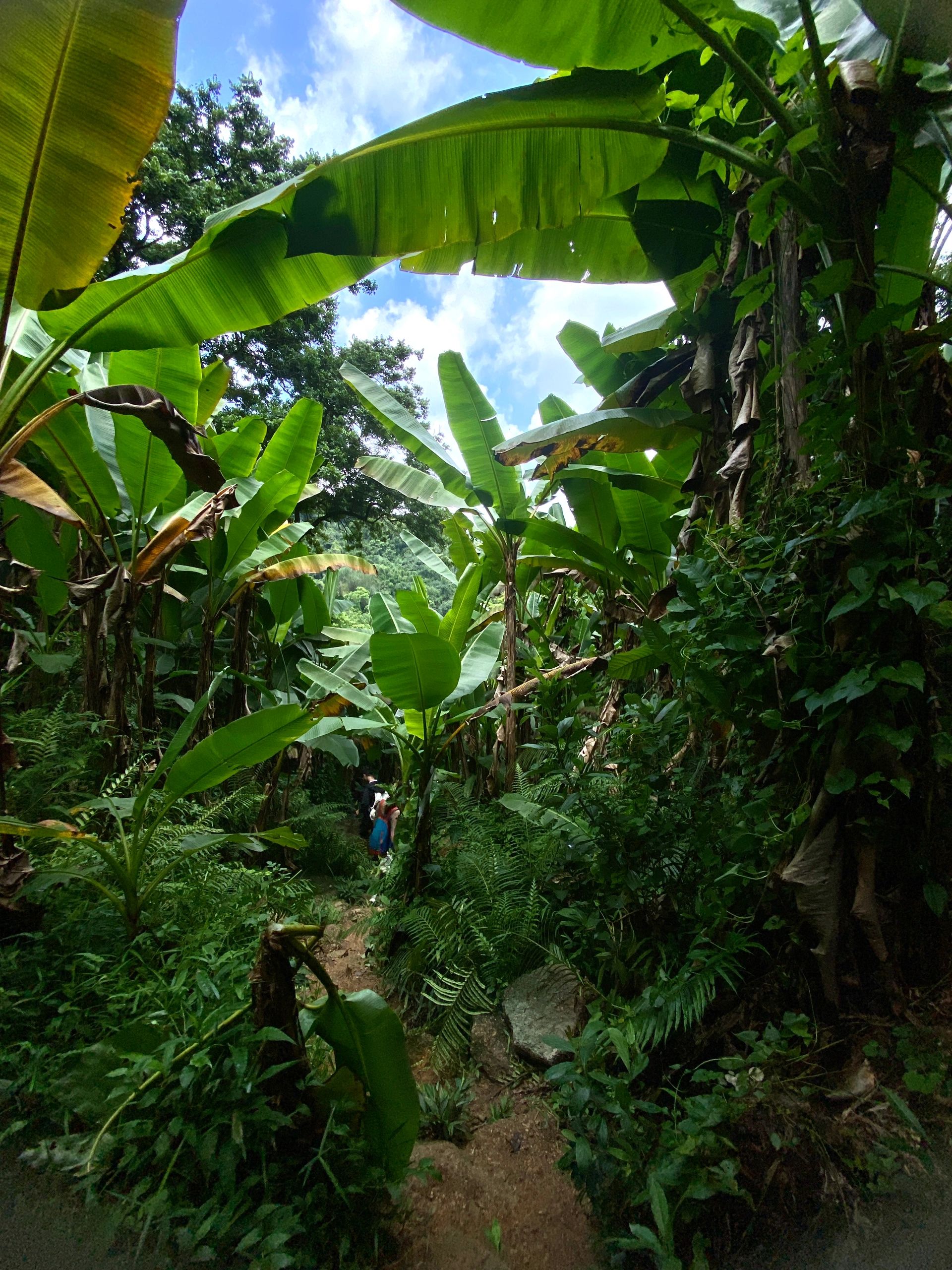 广州牛木线徒步｜今年走过最值得的一条线