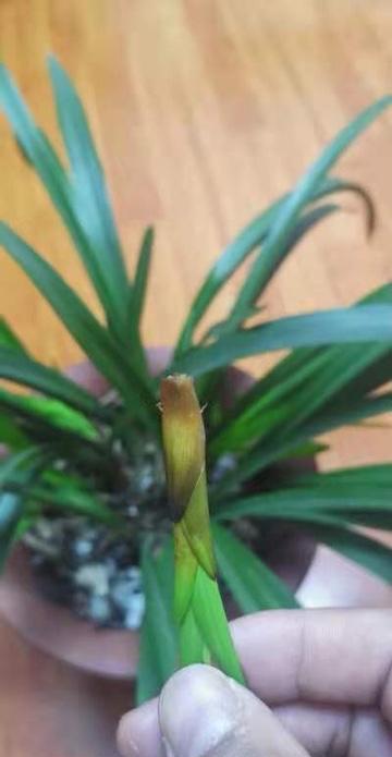 粉丝的兰花生病了，发图让我看看怎么救治
前几天兰友发了我3张图兰花病害的图片，一