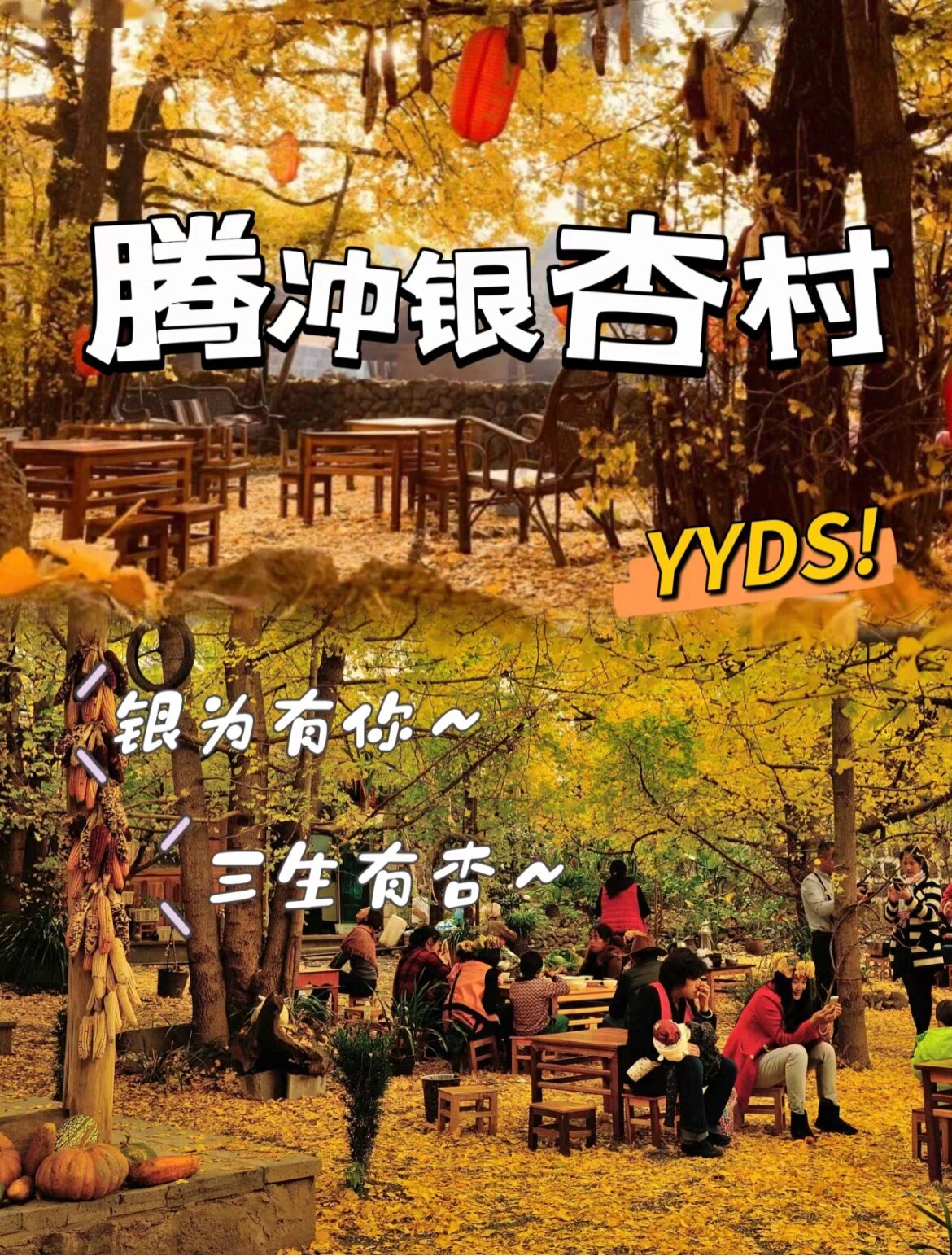 自带滤镜的银杏村 把秋季美出出另一重境界