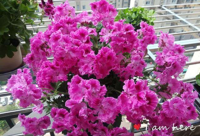 打造一天竺葵小花园，温度合适，四季开花
天竺葵是一种多年半灌木花卉，品种有很多，