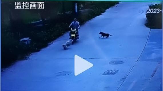 汕头男子撞到村长家的狗，被村长和治安队上门殴打且要求下跪