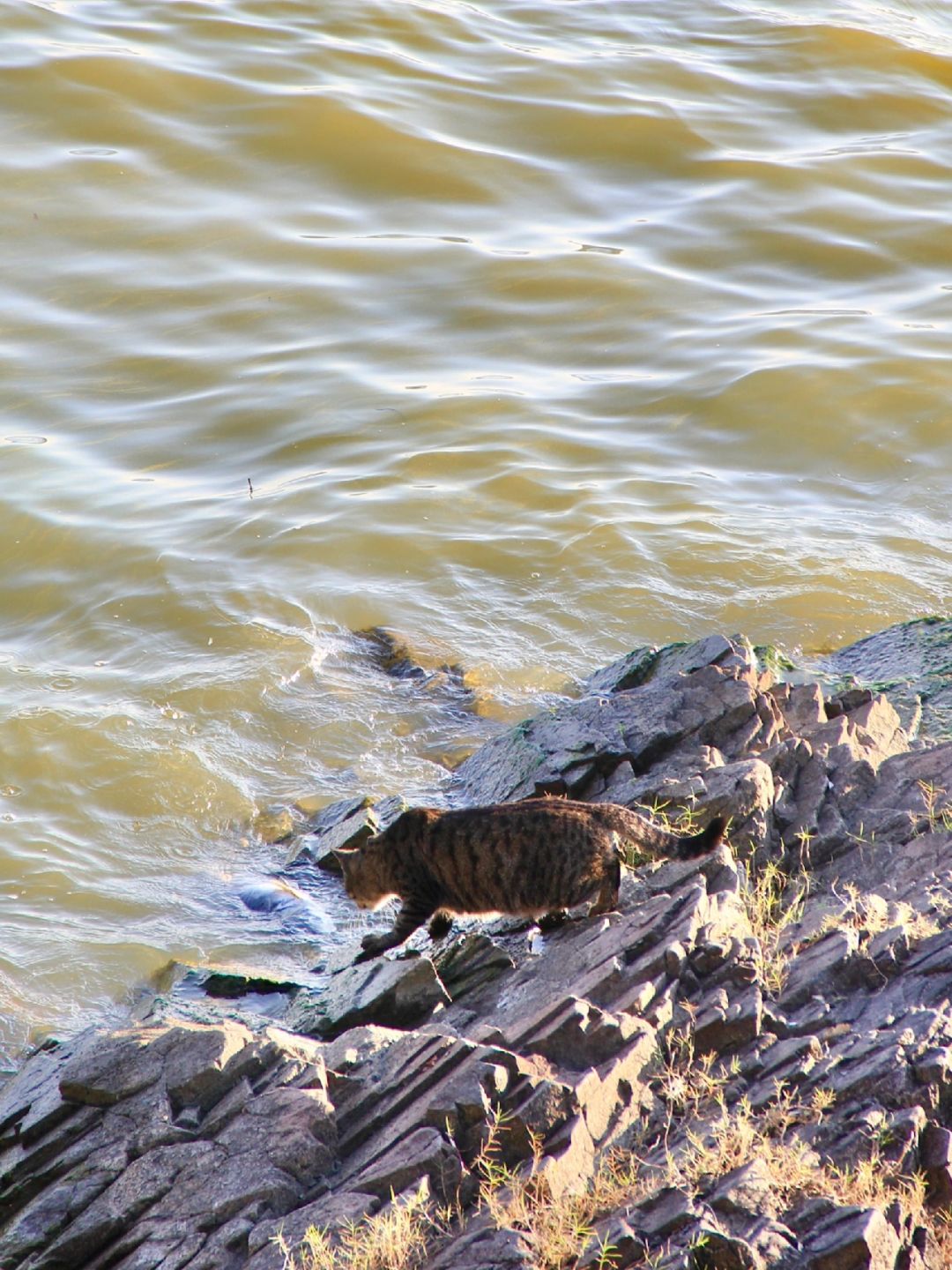 直接从太湖里抓鱼…你们太湖猫都这么猛的吗
在太湖边看到一个海蚀崖下的礁石上，一只