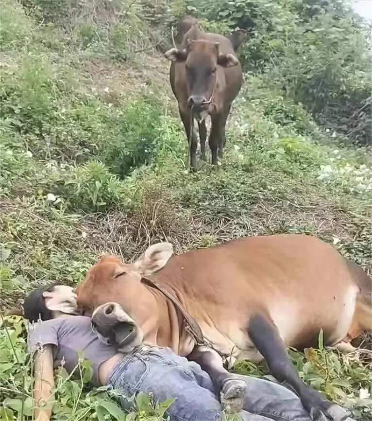 不是，是谁教你们这么放牛的！