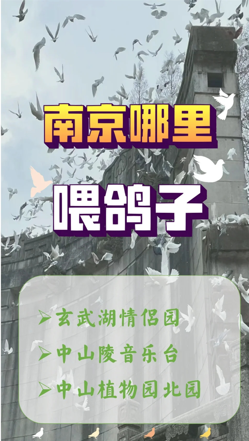🕊️南京哪里喂鸽子？