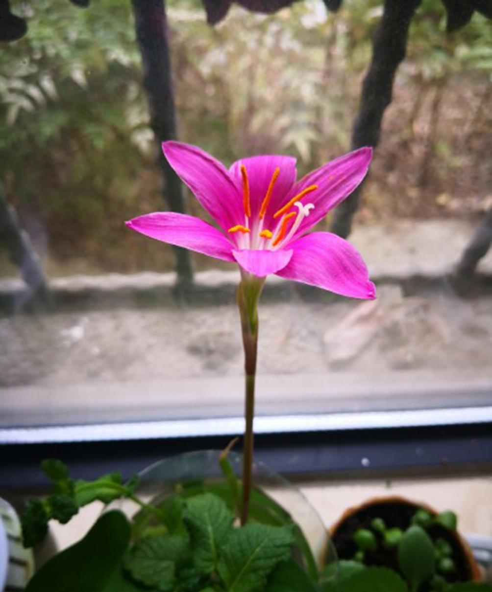 一周前种下的风雨兰，在北京接二连三的暴雨后，一眼没看见就完成了发芽+孕育花朵的过