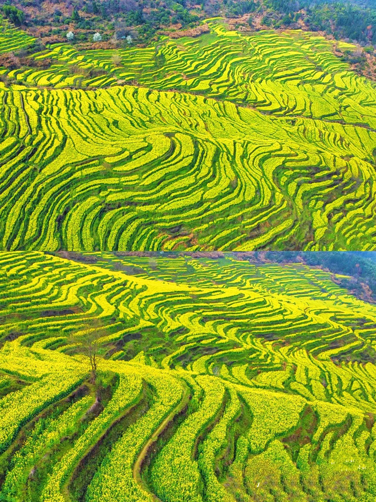 4条免门票婺源玩法，本地人都直呼地道