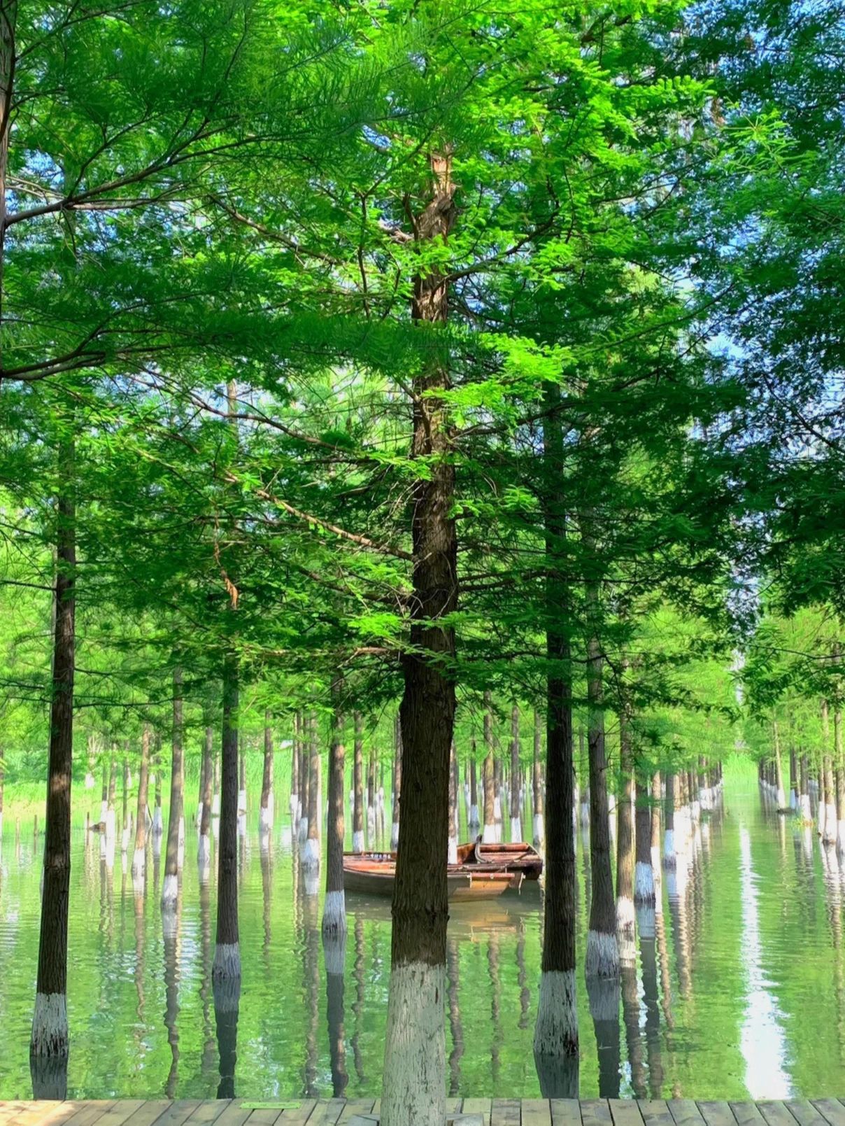 洪泽湖湿地宿迁绝美水上森林