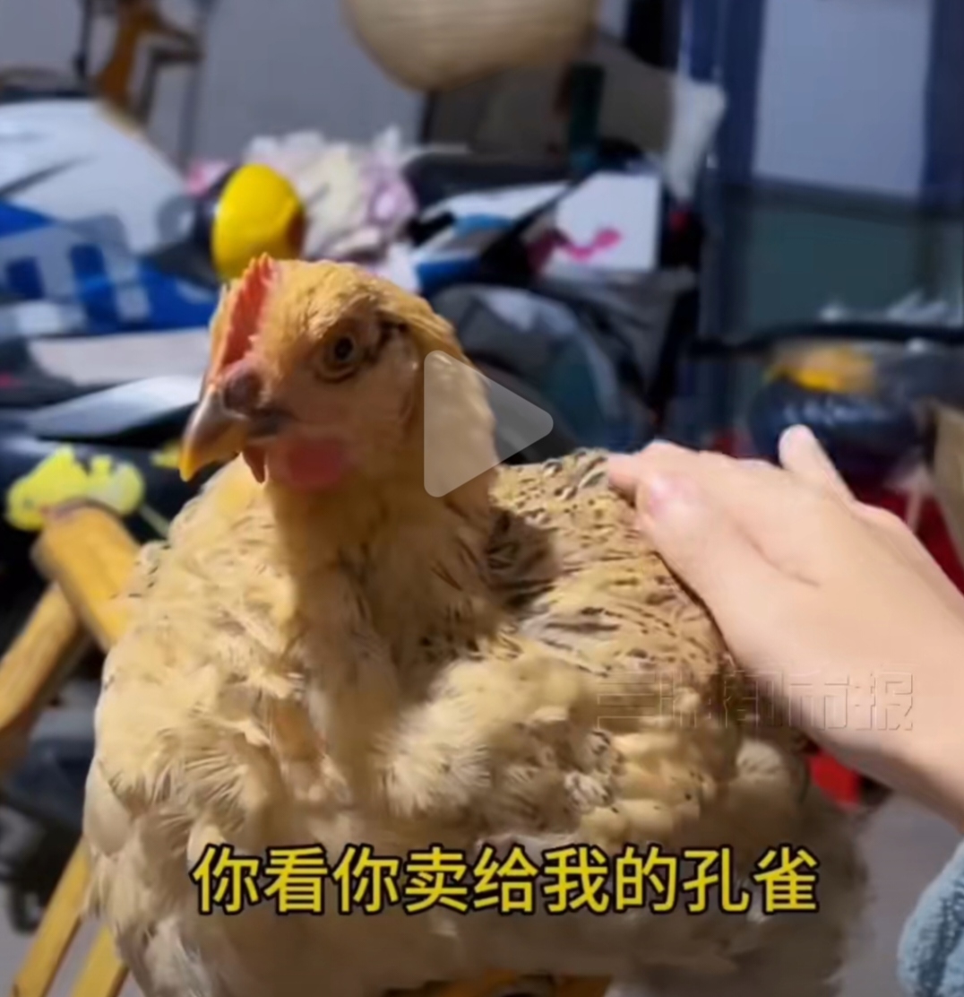 女子买来孔雀苗3个月后变成鸡
最近贵州的一位小姐姐晒出了自己三个月前在街头买来的