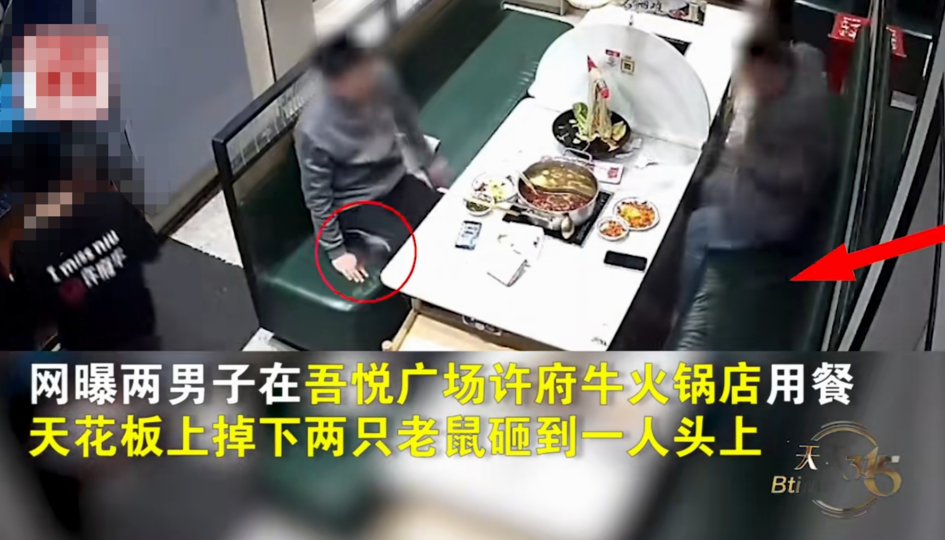 “真是后怕！”浙江义务，近日，两个男子在某餐厅吃火锅时，天降两只硕大的老鼠，一只