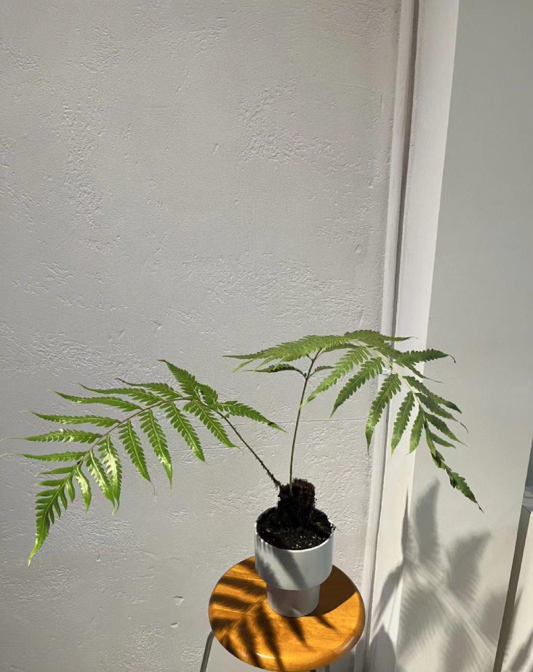 好喜欢这种叶片伸展，但不张扬的植物了。
自然垂落的叶片，在灯光的照射下，显出自己