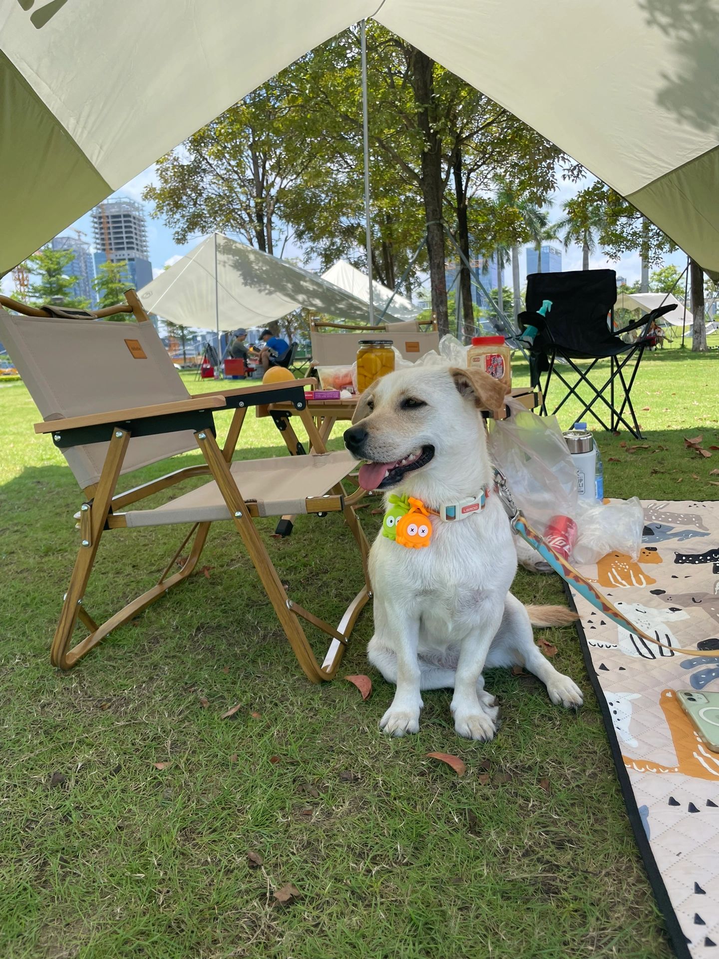 狗狗友好绝美露营地