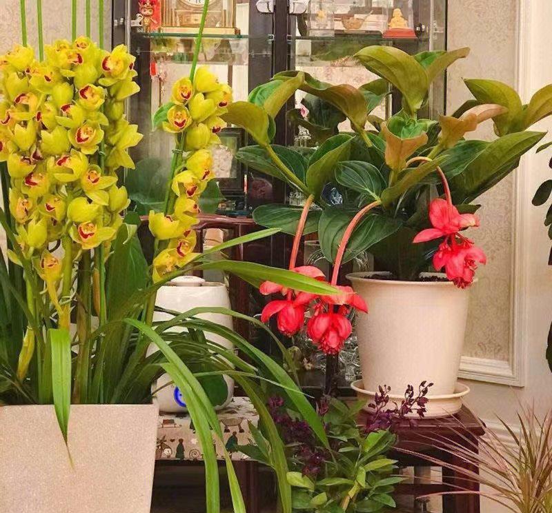 大花蕙兰是兰科兰属附生草本植物，它寓意丰盛祥和、富贵吉祥，花期能从10月份开到第