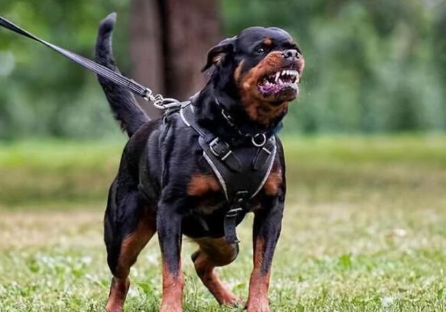 鉴于某地近日发生的烈犬咬伤女童事件，上海作为我国城市管理理念最为先进、管理思路最