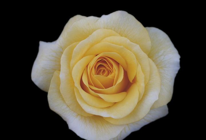 低维护的黄色月季
低维护的黄色月季，不仅勤花多头抗性还好拥有今年最in明黄色系的