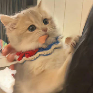 小猫大赏 ​.ᐟ‪.ᐟ ​​​