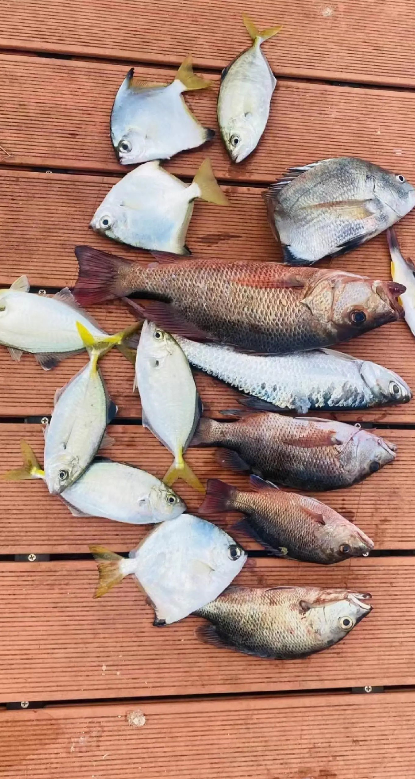 🎣深圳钓鱼好去处💰100元玩上一整天