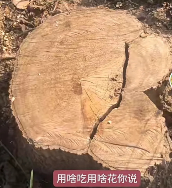 “太可恨了！” 保定莲池，一8旬老人种植的40多棵杜仲树，已经有30年的树龄，本