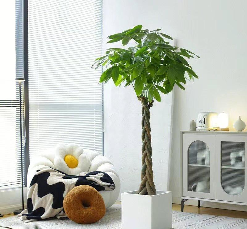 发财树的养殖方法要做好这3点：
1,发财树喜欢温暖湿润的生长环境，北方养护，空气